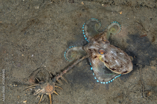 Coconut octopus and veined octopus, Amphioctopus marginatus is a medium-sized cephalopod belonging to the genus Amphioctopus