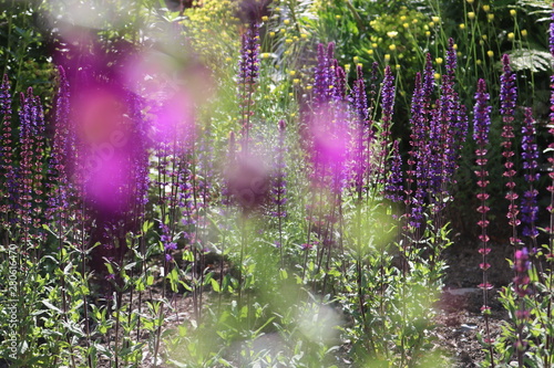 purple blotches & purple flower photo