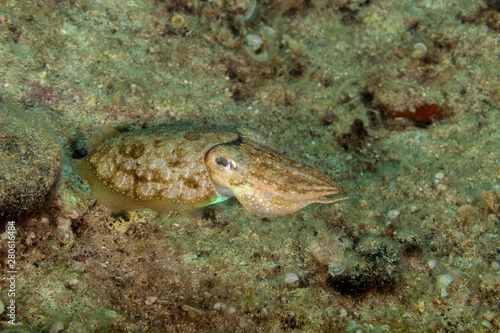 Common cuttlefish or European common cuttlefish, Sepia officinalis