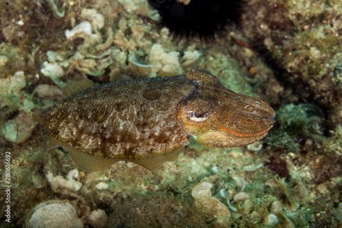 Common cuttlefish or European common cuttlefish, Sepia officinalis © GeraldRobertFischer