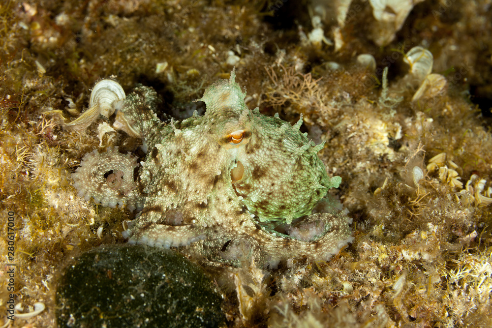 Common octopus, Octopus vulgaris Common octopus, Octopus vulgaris