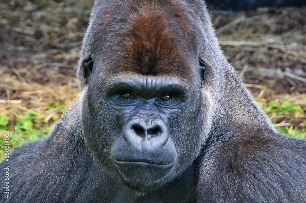 African Silverback Gorilla