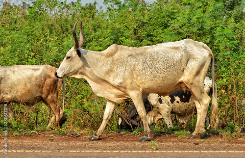 Herd of African cattle. Cows. Husbandry. Beautiful rural landscape.