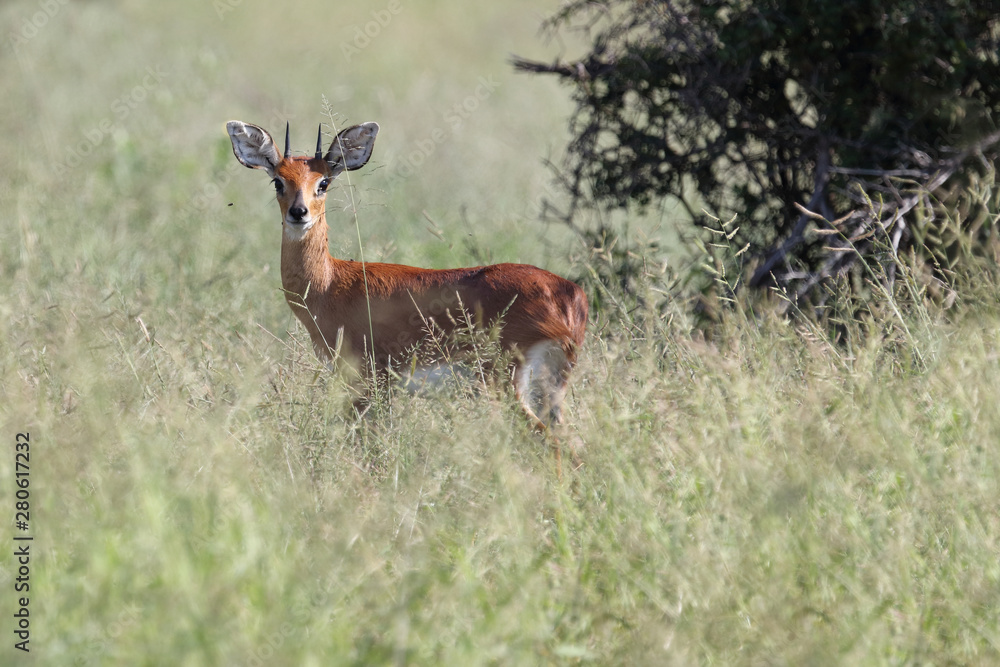 Afrikanischer Steinbock / Steenbok / Raphicerus campestris Afrikanischer Steinbock / Steenbok / Raphicerus campestris