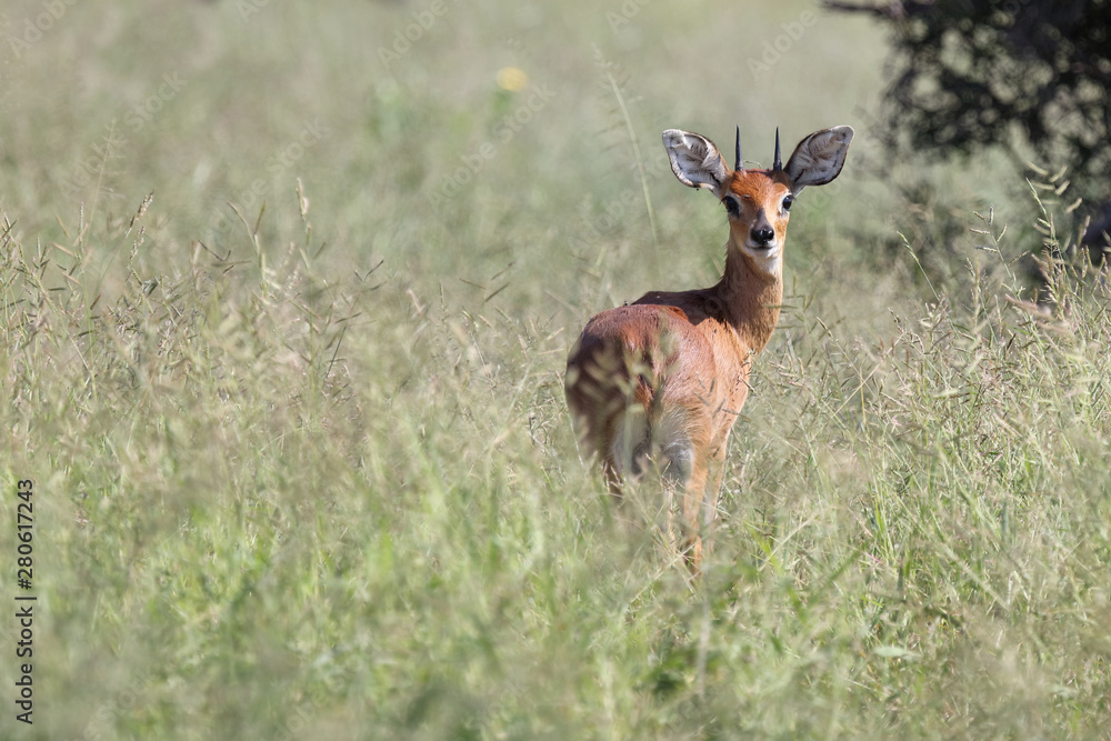 Afrikanischer Steinbock / Steenbok / Raphicerus campestris Afrikanischer Steinbock / Steenbok / Raphicerus campestris
