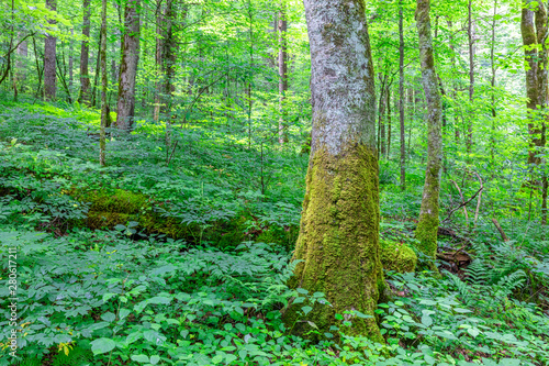 Joyce Kilmer Memorial Forest, North Carolina photo