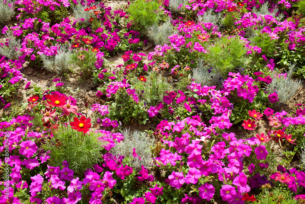 Beautiful flower garden bacground with lots of pink Lavatera flowers Beautiful flower garden bacground with lots of pink Lavatera flowers