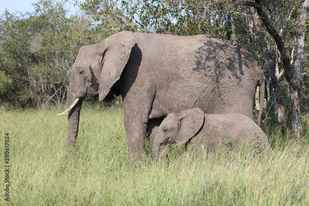 Afrikanischer Elefant / African elephant / Loxodonta africana Afrikanischer Elefant / African elephant / Loxodonta africana