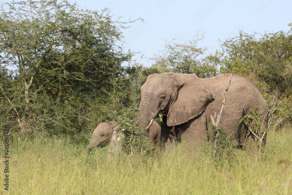 Afrikanischer Elefant / African elephant / Loxodonta africana Afrikanischer Elefant / African elephant / Loxodonta africana