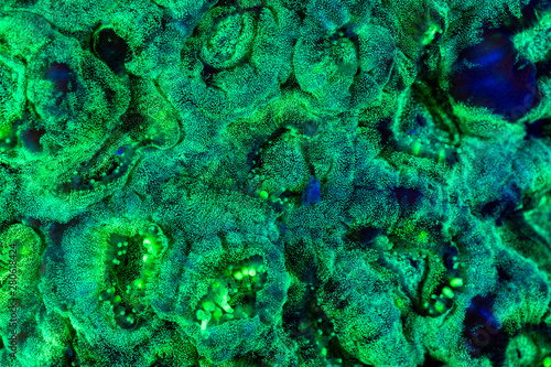 coral or anemone glowing under blacklight, glow fluorescent at night