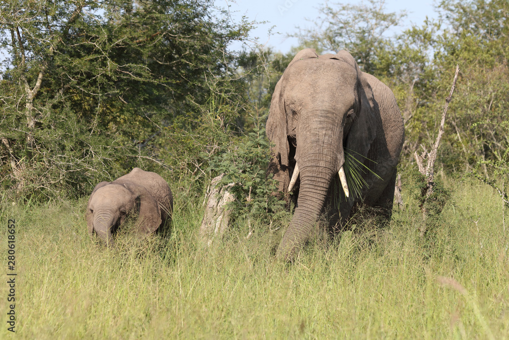 Fototapeta premium Afrikanischer Elefant / African elephant / Loxodonta africana