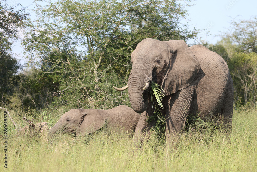 Fototapeta premium Afrikanischer Elefant / African elephant / Loxodonta africana