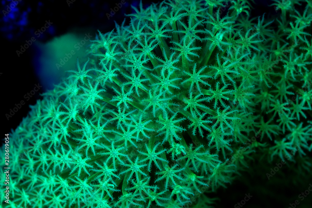 Naklejka premium coral or anemone glowing under blacklight, glow fluorescent at night