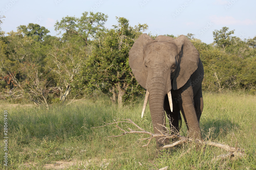Fototapeta premium Afrikanischer Elefant / African elephant / Loxodonta africana