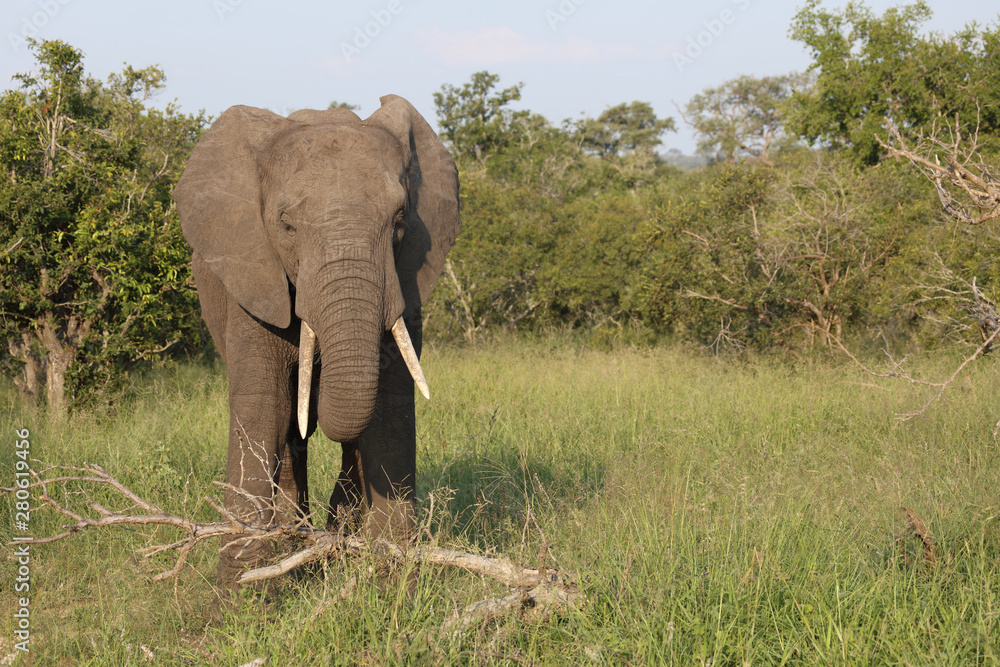 Afrikanischer Elefant / African elephant / Loxodonta africana Afrikanischer Elefant / African elephant / Loxodonta africana
