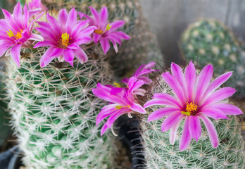Gordijnen Cactus Roze cactusbloem in bloeiende pot  © sirinyapak
