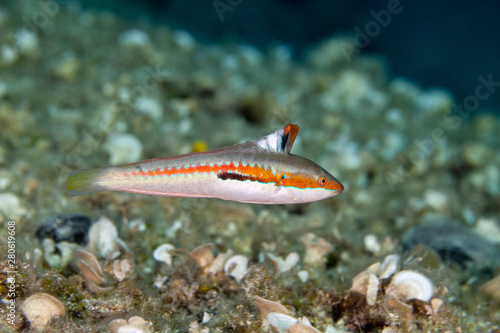 Fotografie Mediterranean rainbow wrasse, Coris julis