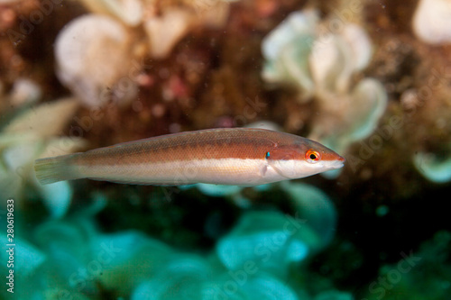 Canvastavla Mediterranean rainbow wrasse, Coris julis