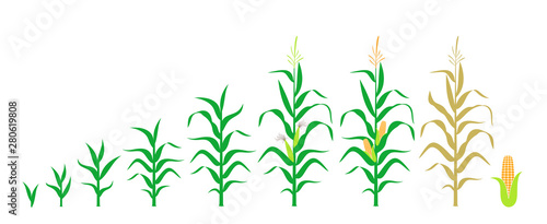 Cycle of growth of a corn. Isolated corn on white background