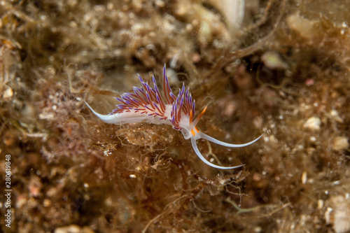 Cratena peregrina photo