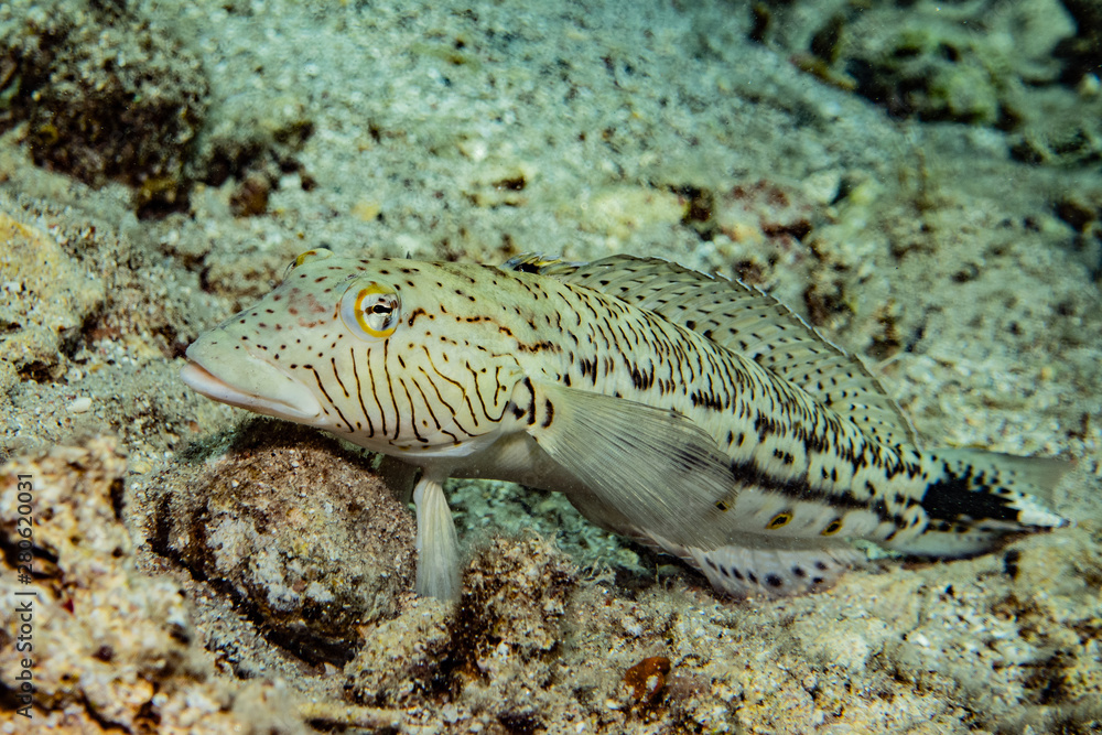 Fish swim in the Red Sea, colorful fish, Eilat Israel Fish swim in the Red Sea, colorful fish, Eilat Israel