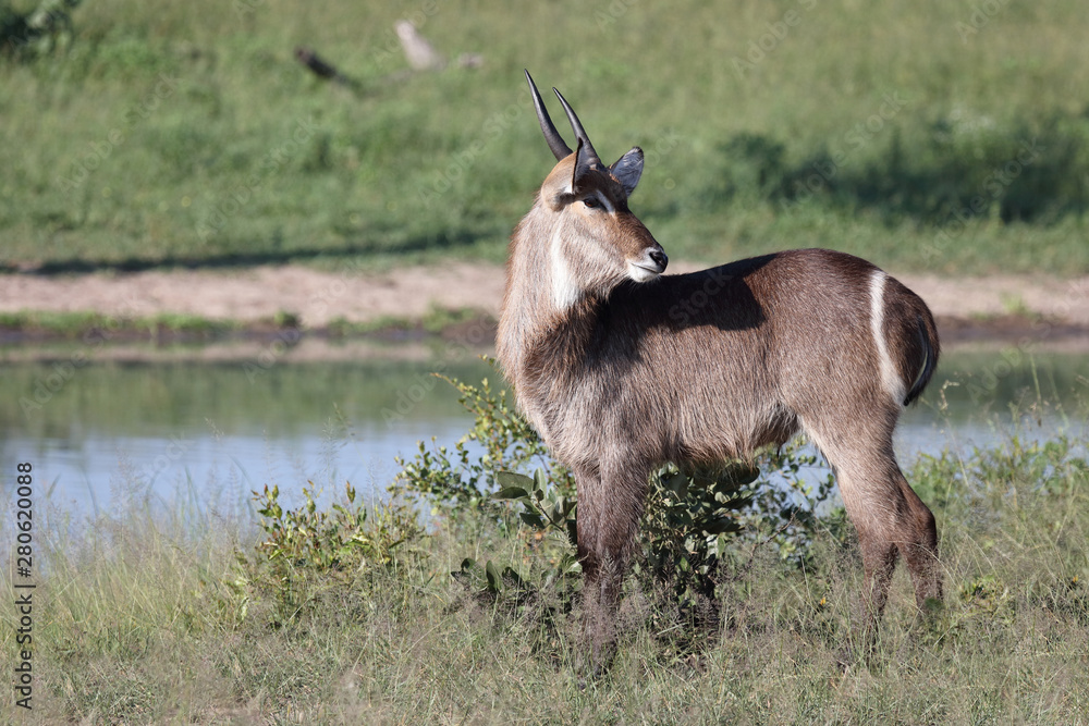 Fototapeta premium Wasserbock / Waterbuck / Kobus ellipsiprymnus