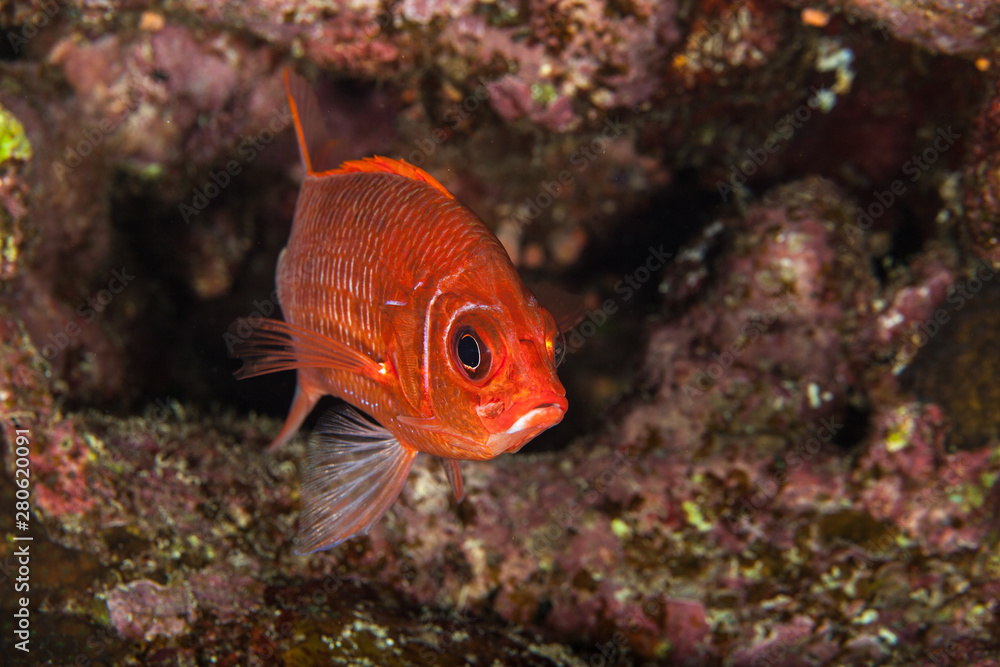 Sabre squirrelfish, Sargocentrom spiniferum Sabre squirrelfish, Sargocentrom spiniferum