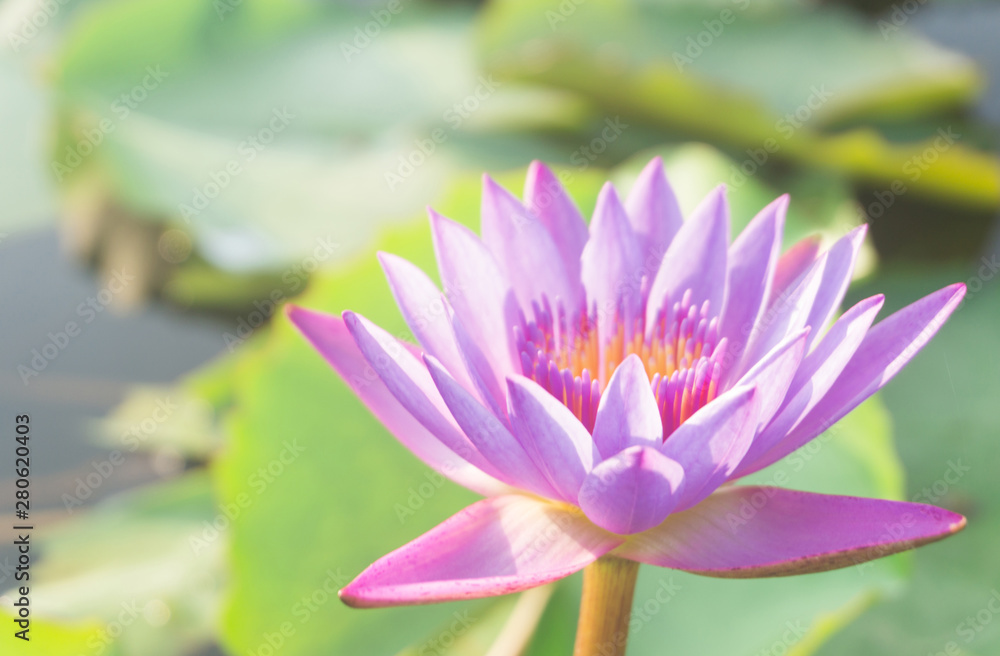 Pink lotus flowers with green leaf blooming in lotus pond,selective focus,blurred background.water lily aquatic tropical plants for worship,summer season Pink lotus flowers with green leaf blooming in lotus pond,selective focus,blurred background.water lily aquatic tropical plants for worship,summer season