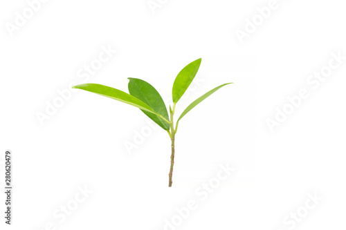 Top leaf of banyan trees on a white background. Young leaves isolate on white background with clipping path.