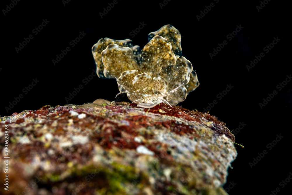 Sapsucking Slug, Cyerce is a genus of sacoglossan sea slugs, a shell-less marine opisthobranch gastropod mollusks in the family Caliphyllidae Sapsucking Slug, Cyerce is a genus of sacoglossan sea slugs, a shell-less marine opisthobranch gastropod mollusks in the family Caliphyllidae
