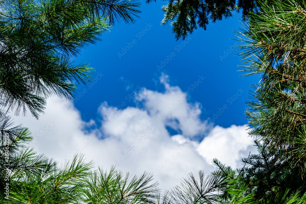 Frame of branches of evergreen trees for a blue sky with white clouds. Heavenly beauty framed by needles of pines and Christmas trees. Frame is created by nature itself. Concept of nature for design. Frame of branches of evergreen trees for a blue sky with white clouds. Heavenly beauty framed by needles of pines and Christmas trees. Frame is created by nature itself. Concept of nature for design.