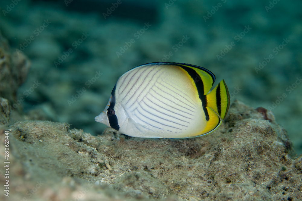 Fototapeta premium Chaetodon vagabundus Linnaeus, 1758, Vagabond butterflyfish