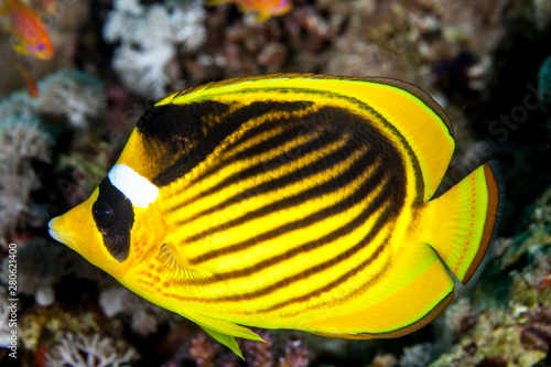 Chaetodon fasciatus, Forsskål, 1775, Diagonal butterflyfish