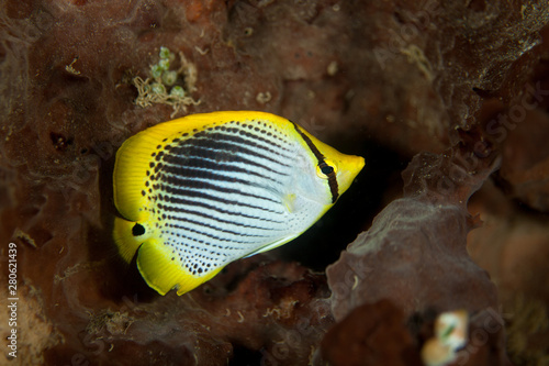 The Spot-tailed Butterflyfish, Chaetodon ocellicaudus photo