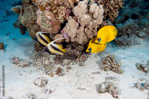 Chaetodon semilarvatus  Cuvier, 1831, Bluecheek butterflyfish with Red Sea bannerfish, Heniochus intermedius photo