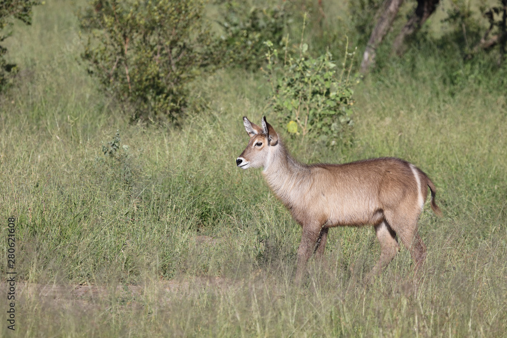 Wasserbock / Waterbuck / Kobus ellipsiprymnus Wasserbock / Waterbuck / Kobus ellipsiprymnus