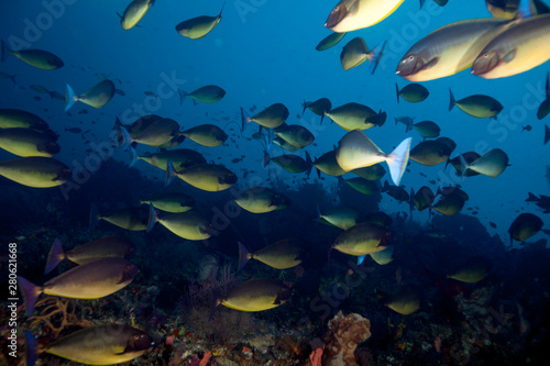 Acanthuridae is the family of surgeonfishes, tangs, and unicornfishes