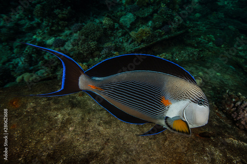 The sohal surgeonfish or sohal tang, Acanthurus sohal