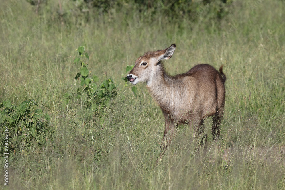 Wasserbock / Waterbuck / Kobus ellipsiprymnus Wasserbock / Waterbuck / Kobus ellipsiprymnus