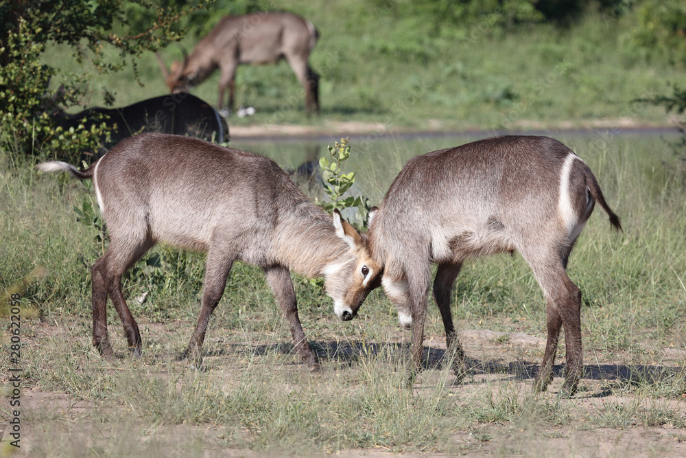 Wasserbock / Waterbuck / Kobus ellipsiprymnus