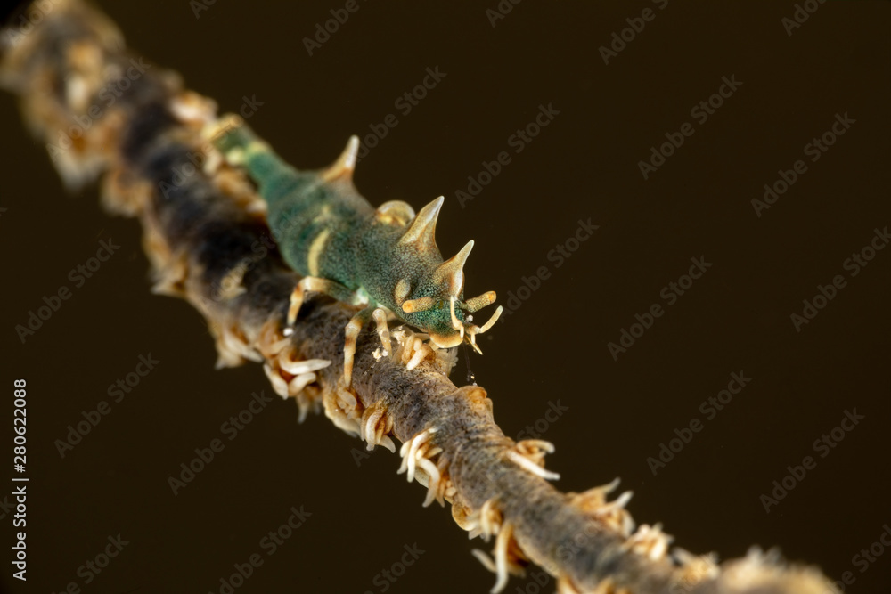 Naklejka premium Dragon shrimp, Gorgonian Horned Shrimp, miropandalus hardingi