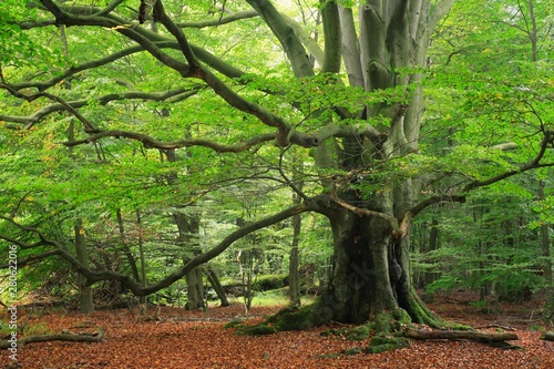 Old beech (Fagus sp.) tree in former wood pasture, Reinhardswald, Sababurg, Hesse, Germany, Europe