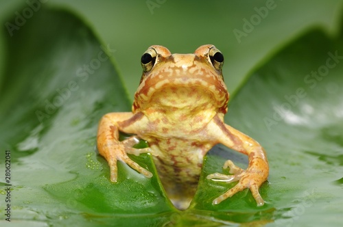 Common frog (Rana temporaria), juvenile