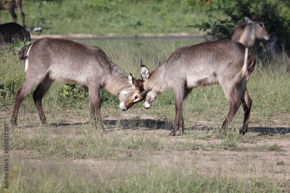 Wasserbock / Waterbuck / Kobus ellipsiprymnus Wasserbock / Waterbuck / Kobus ellipsiprymnus