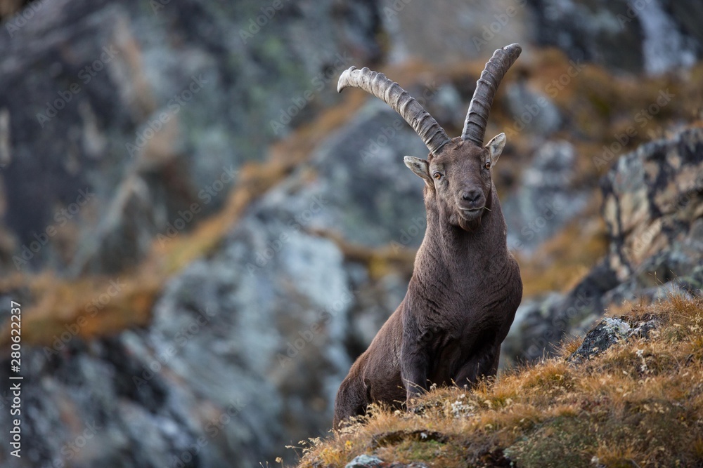 Alpine Ibex (Capra ibex), Stubai Valley, Tyrol, Austria, Europe Alpine Ibex (Capra ibex), Stubai Valley, Tyrol, Austria, Europe