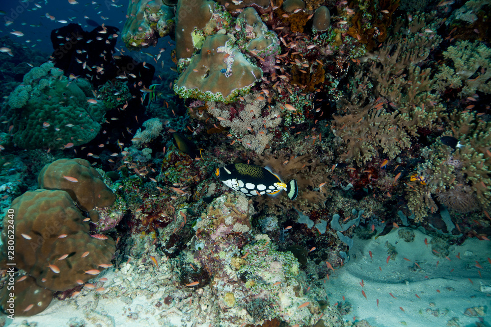 Fototapeta premium Clown triggerfish, Balistoides conspicillum