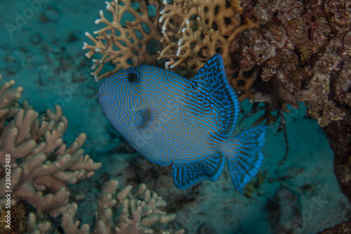 blue triggerfish, Pseudobalistes fuscus