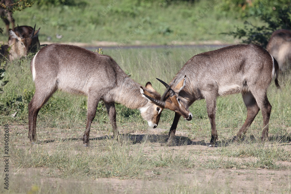 Wasserbock / Waterbuck / Kobus ellipsiprymnus Wasserbock / Waterbuck / Kobus ellipsiprymnus