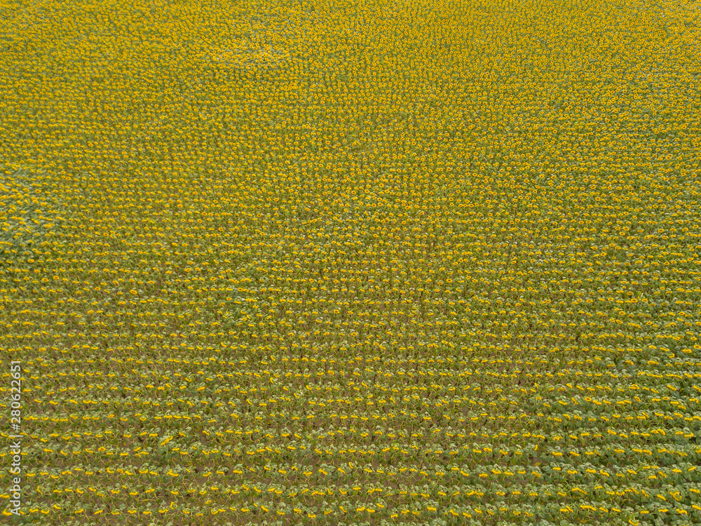 Aerial view of sunflower field in Switzerland. Lots of plants on agricultural field. Aerial view of sunflower field in Switzerland. Lots of plants on agricultural field.