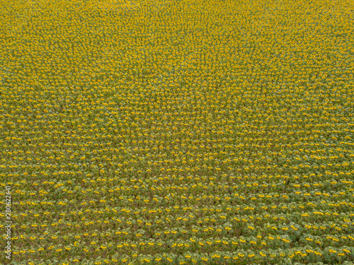 Aerial view of sunflower field in Switzerland. Lots of plants on agricultural field.